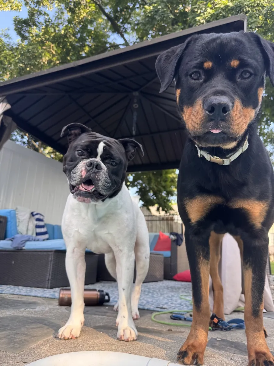 Amber’s two dogs outdoors.